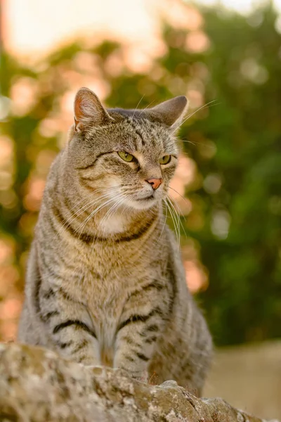 줄무늬 고양이 거짓말 — 스톡 사진