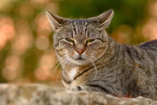 줄무늬 고양이 거짓말 — 스톡 사진