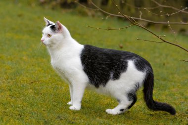 Bir bahçe bir ev kedi araştırıyor