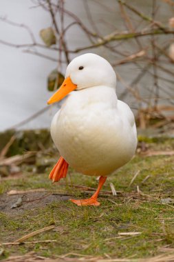 Su vücut üzerinde ördek