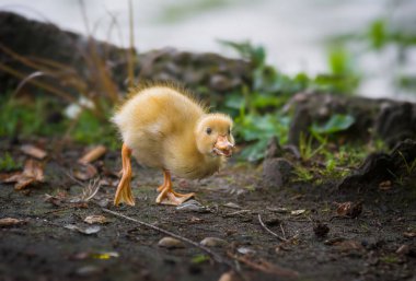 Bir havuz bir parkta ördek yavrusu vardır
