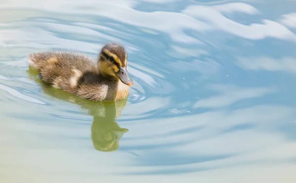 Kachňata Jsou Parku Rybníka — Stock fotografie