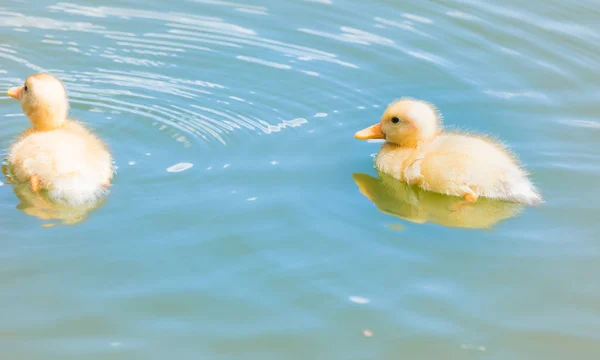 Kachňata Jsou Parku Rybníka — Stock fotografie