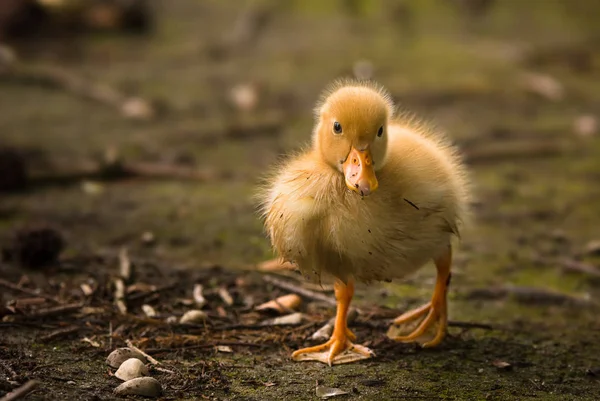 Kachňata Jsou Parku Rybníka — Stock fotografie