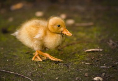 Bir havuz bir parkta ördek yavrusu vardır