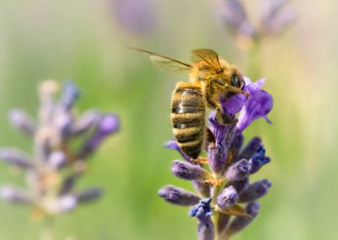 Lavanta çiçeği üzerinde oturan bir arı closeup