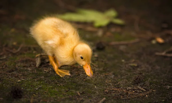 Kachňata Jsou Parku Rybníka — Stock fotografie