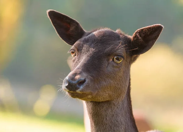 Portret Van Een Hert — Stockfoto