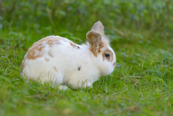 Кролик Сидит Лугу — стоковое фото