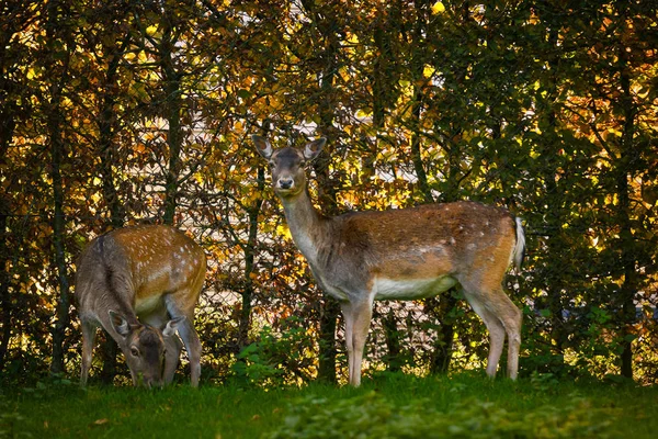 Deux Cerfs Sont Dans Une Prairie — Photo