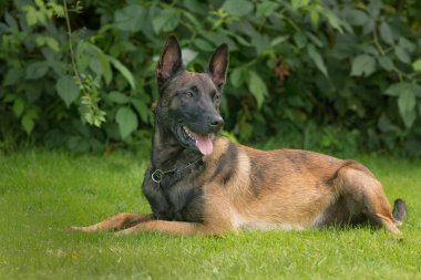 Belçika çoban köpeği bir parkta oturuyor