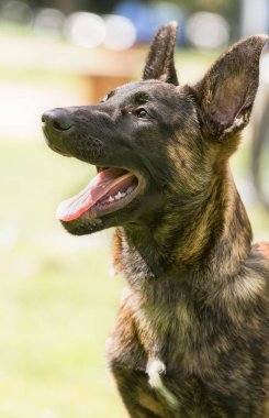 Belçika çoban köpeği bir parkta oturuyor