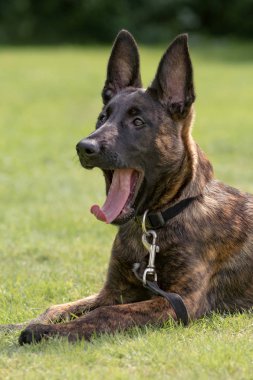 Belçika çoban köpeği bir parkta oturuyor