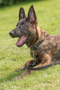 Belçika çoban köpeği bir parkta oturuyor