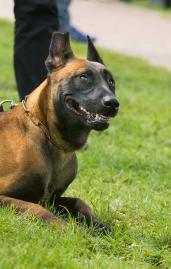 Belçika çoban köpeği bir parkta oturuyor