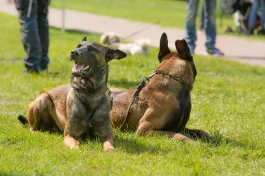 Belçika çoban köpekleri bir parkta oturan
