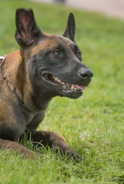 Belçika çoban köpeği bir parkta oturuyor