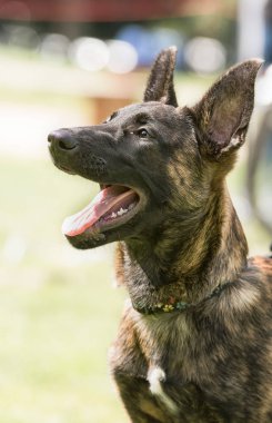 Belçika çoban köpeği bir parkta oturuyor