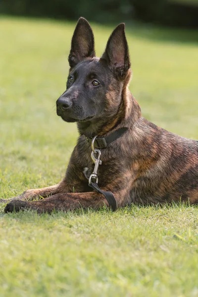 Cão Pastor Belga Está Sentado Parque — Fotografia de Stock