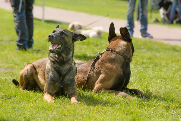 Cani Pastore Belgi Sono Seduti Parco — Foto Stock