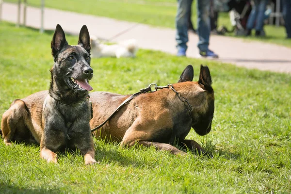 ベルギーの羊飼いの犬が公園で座っています — ストック写真