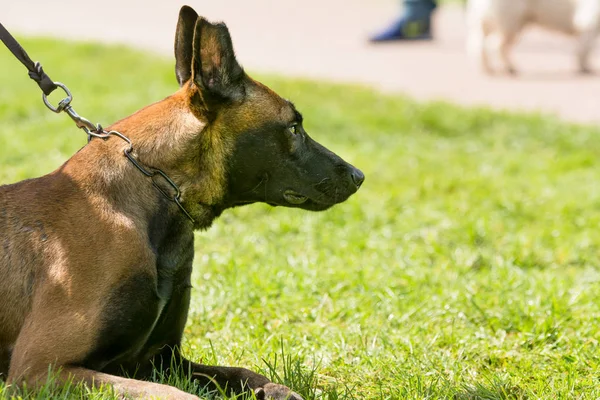 ベルギー シェパード ドッグは公園に座っています — ストック写真