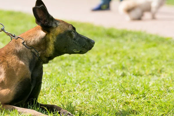 Belgian Shepherd Dog Sitting Park — Stock Photo, Image