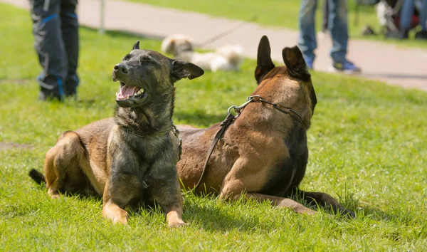 ベルギーの羊飼いの犬が公園で座っています — ストック写真