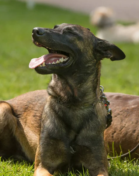 Cão Pastor Belga Está Sentado Parque — Fotografia de Stock