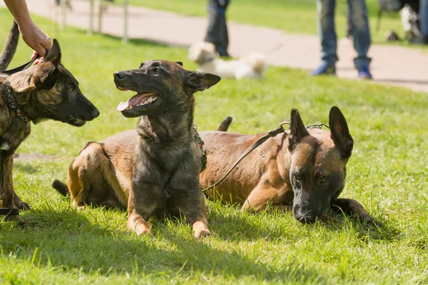 Belgian Shepherd Dogs Sitting Park — Stock Photo, Image