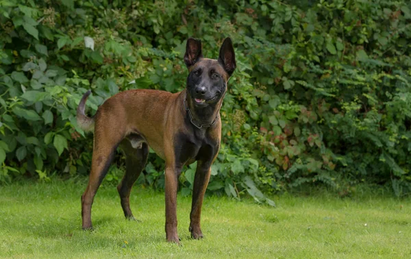 Ein Belgischer Schäferhund Sitzt Einem Park — Stockfoto
