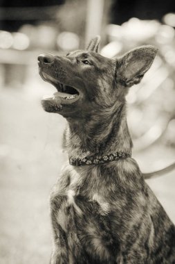 Belçika çoban köpeği bir parkta oturuyor