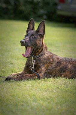 Belçika çoban köpeği bir parkta oturuyor