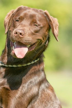 Kahverengi labrador bir parkta oturuyor