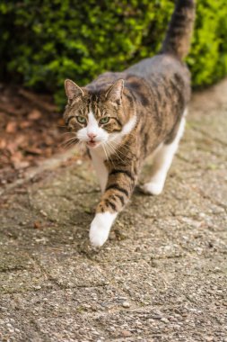 Bir kedi açık havada çalışan