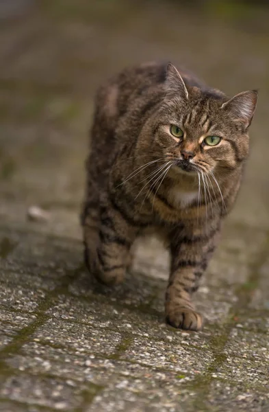 Gato Jaz Frente Uma Parede Casa — Fotografia de Stock