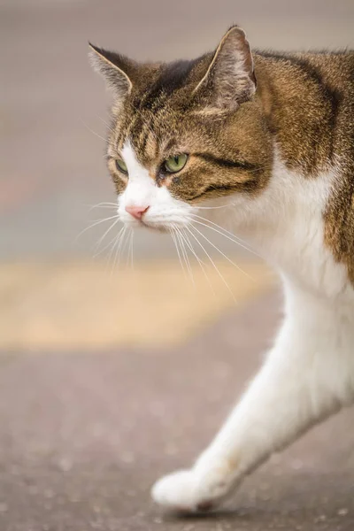 고양이 야외에서 — 스톡 사진