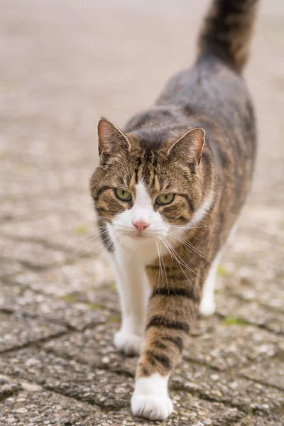 고양이 야외에서 — 스톡 사진