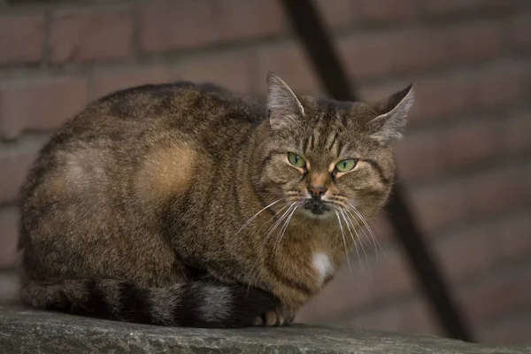 Katt Ligger Framför Husvägg — Stockfoto