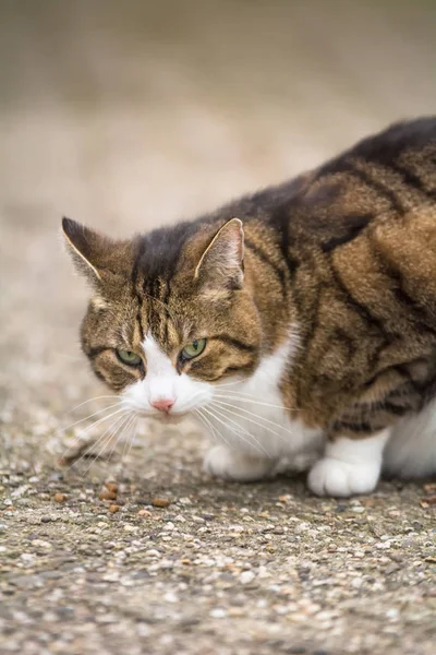 고양이 야외에서 — 스톡 사진