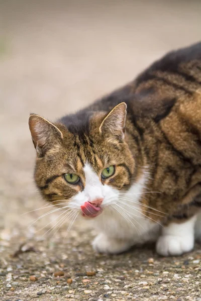 Bir Kedi Açık Havada Çalışan — Stok fotoğraf