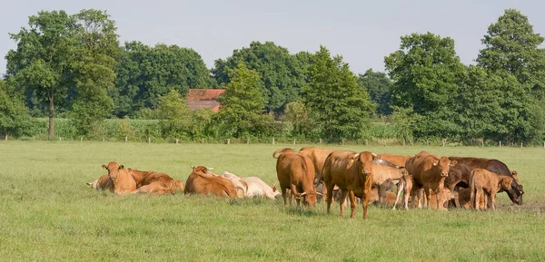 牛は牧草地で ロイヤリティフリーのストック画像