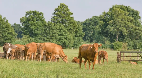 Vacas Estão Pasto Imagens Royalty-Free