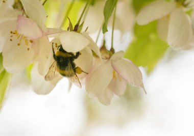 Arı çiçeği döller.