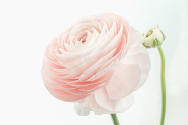 Pembe renkli Şakayık veya izole düğün çiçeği çiçek