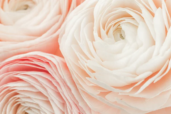 Pembe renkli Şakayık veya izole düğün çiçeği çiçek