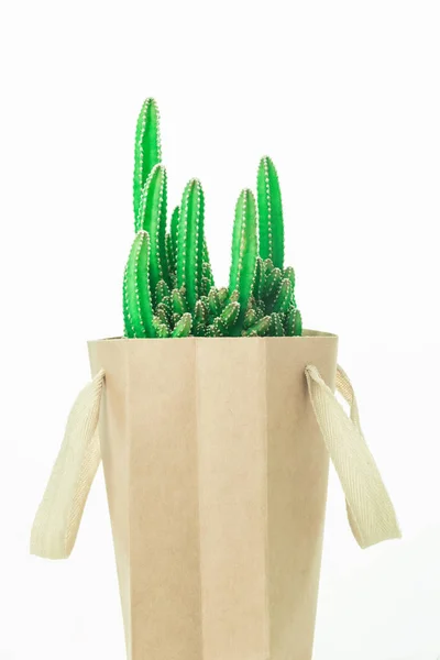 Cactus en una bolsa de papel aislada en blanco —  Fotos de Stock