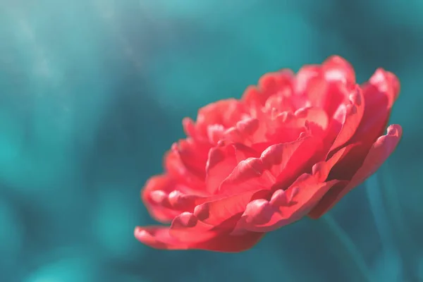 Jeden červený vrstvený okvětní Tulipán v krásném světle — Stock fotografie