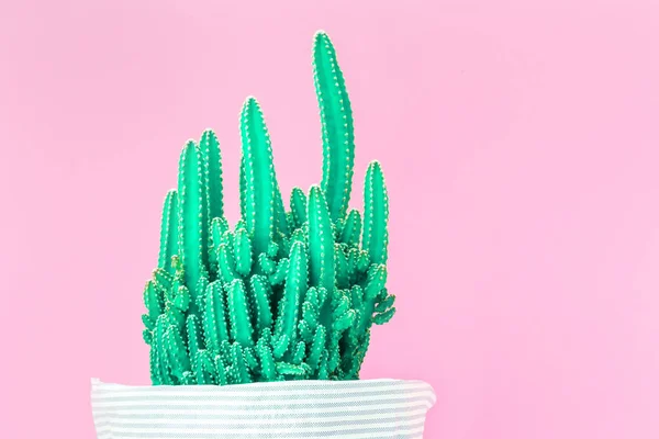 Cactus texturizado sobre fondo rosa —  Fotos de Stock