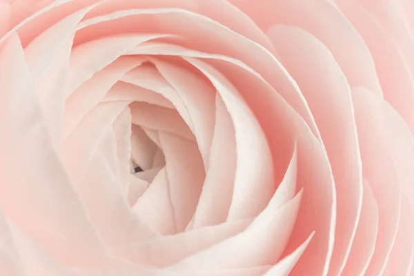 Růžové barevné pozadí s květinovými květy — Stock fotografie